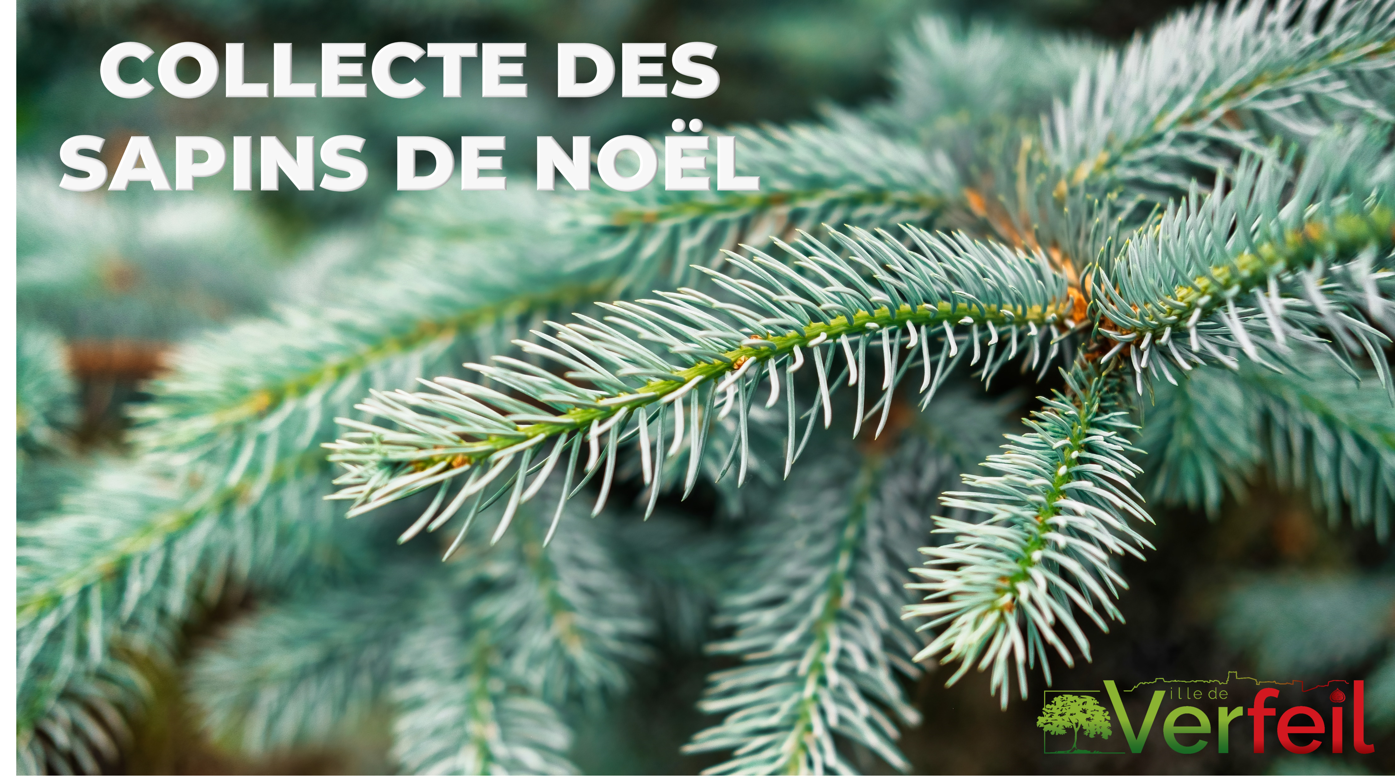 Collecte sapin